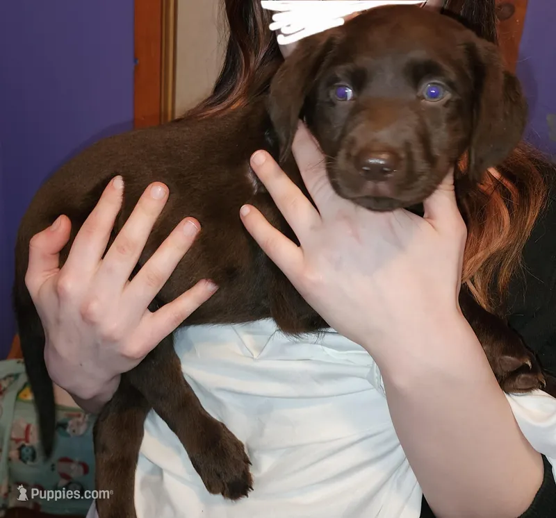 **Beautiful** Red Collar Pearl – Labrador Retriever puppy for sale in Holland Patent, NY