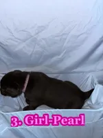 Pink Collar Pearl, a female Labrador Retriever for sale in Holland Patent, NY – Photo 2 of 2