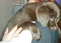 **Beautiful** Red Collar Pearl, a female Labrador Retriever for sale in Holland Patent, NY – Photo 2 of 4