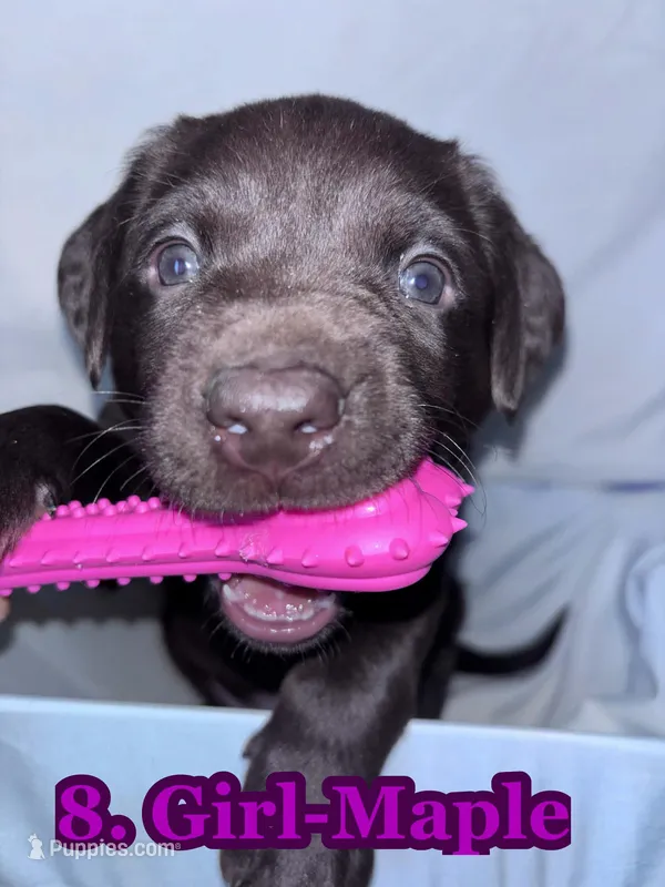 Magenta Collar Maple – Labrador Retriever puppy for sale in Holland Patent, NY