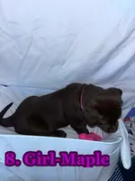 Magenta Collar Maple, a female Labrador Retriever for sale in Holland Patent, NY – Photo 2 of 2