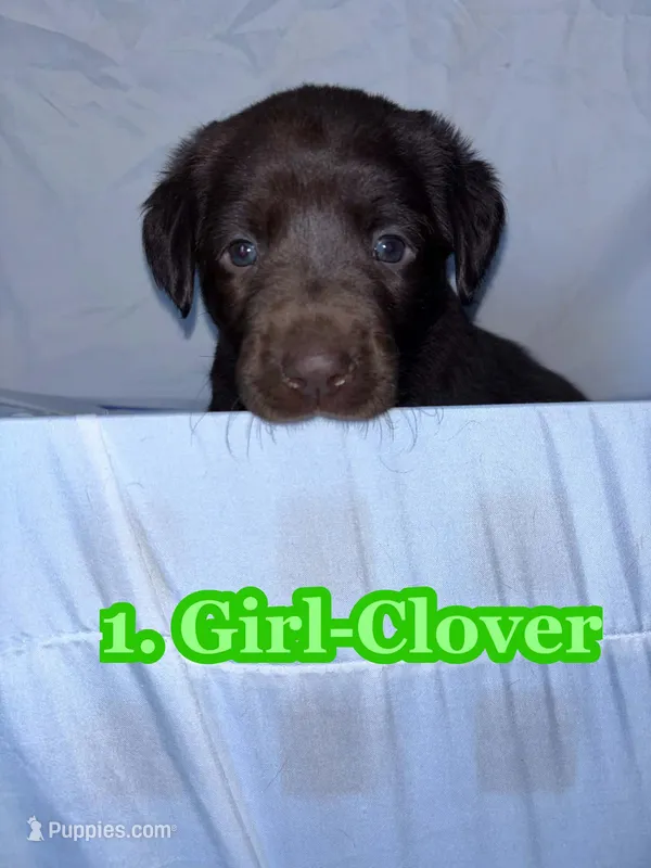 Green Collar Clover – Labrador Retriever puppy for sale in Holland Patent, NY