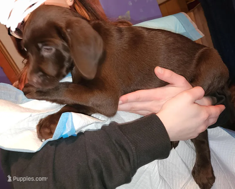 **Beautiful** Purple Collar Daisey  – Labrador Retriever puppy for sale in Holland Patent, NY