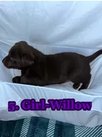 Purple Collar Willow, a female Labrador Retriever for sale in Holland Patent, NY – Photo 2 of 2