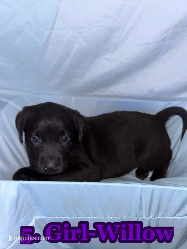 Purple Collar Willow – Labrador Retriever puppy for sale in Holland Patent, NY