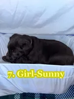 Yellowish Collar Sunny, a female Labrador Retriever for sale in Holland Patent, NY – Photo 2 of 2