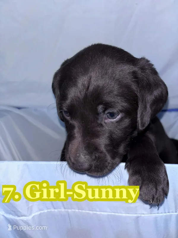 Yellowish Collar Sunny – Labrador Retriever puppy for sale in Holland Patent, NY