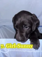 Yellowish Collar Sunny, a female Labrador Retriever for sale in Holland Patent, NY – Photo 1 of 2