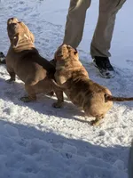 Madam, a female American Bully for sale in Detroit, MI – 5 of 5
