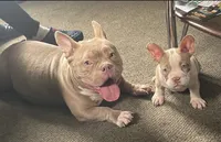 Madam, a female American Bully for sale in Detroit, MI – 2 of 5