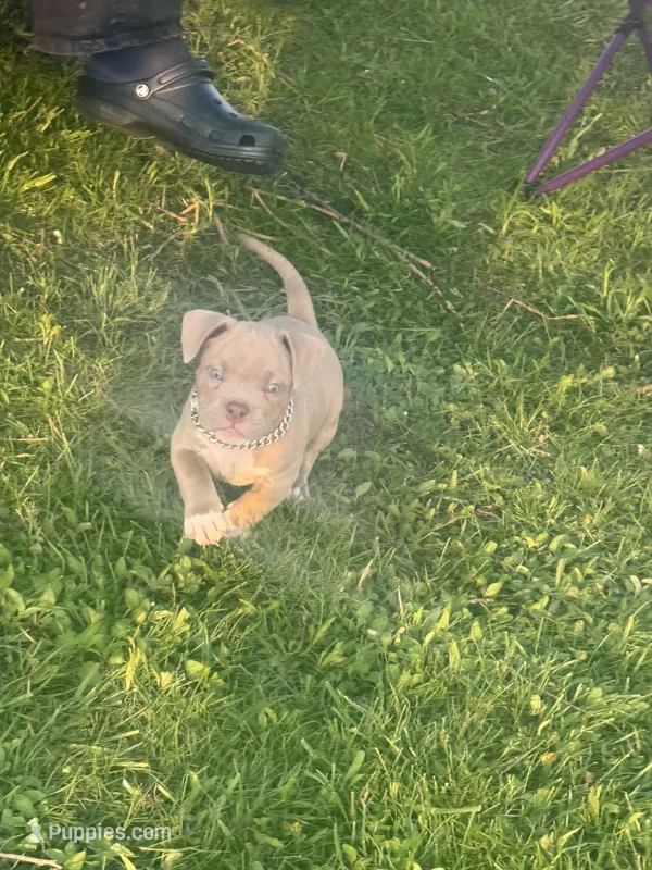 Madam – American Bully puppy for sale in Detroit, MI