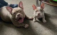 Madam, a female American Bully for sale in Detroit, MI – 4 of 5