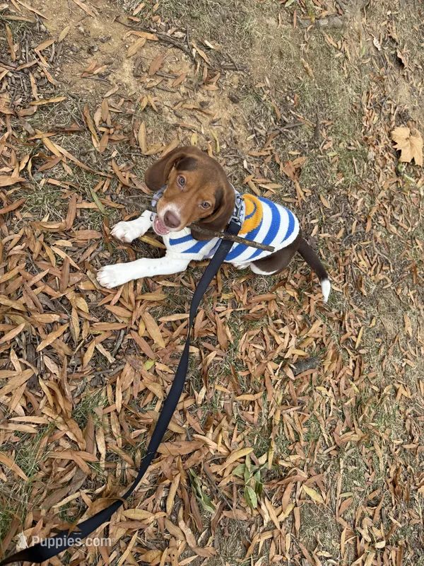 Spunky – Beagle puppy for sale in Rockville, MD