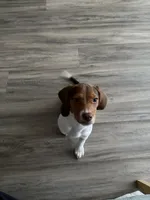 Spunky, a male Beagle for sale in Rockville, MD – Photo 2 of 5