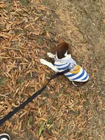 Spunky, a male Beagle for sale in Rockville, MD – Photo 5 of 5