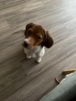 Spunky, a male Beagle for sale in Rockville, MD – Photo 4 of 5