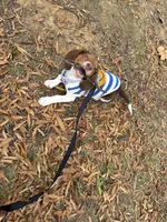 Spunky, a male Beagle for sale in Rockville, MD – Photo 3 of 5