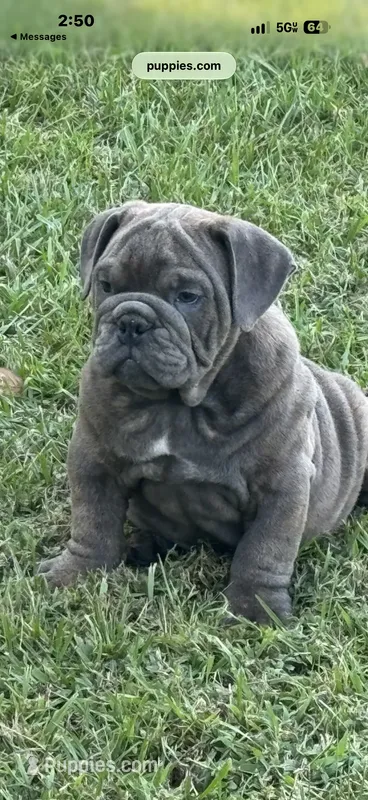 Cooper – English Bulldog puppy for sale in Midlothian, VA