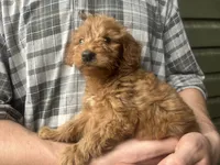 Red 1, a male Goldendoodle for sale in Manitou Beach, MI – 1 of 1