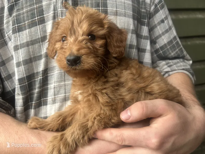Red female – Goldendoodle puppy for sale in Manitou Beach, MI