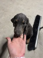 cinnamon , a female Doberman Pinscher for sale in Alvarado, TX – 3 of 3