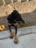luna , a female Doberman Pinscher for sale in Alvarado, TX – 3 of 3