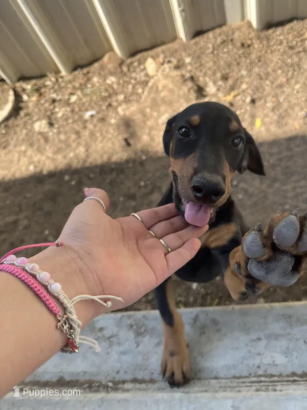 luna  – Doberman Pinscher puppy for sale in Alvarado, TX