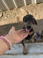 luna , a female Doberman Pinscher for sale in Alvarado, TX – 1 of 3
