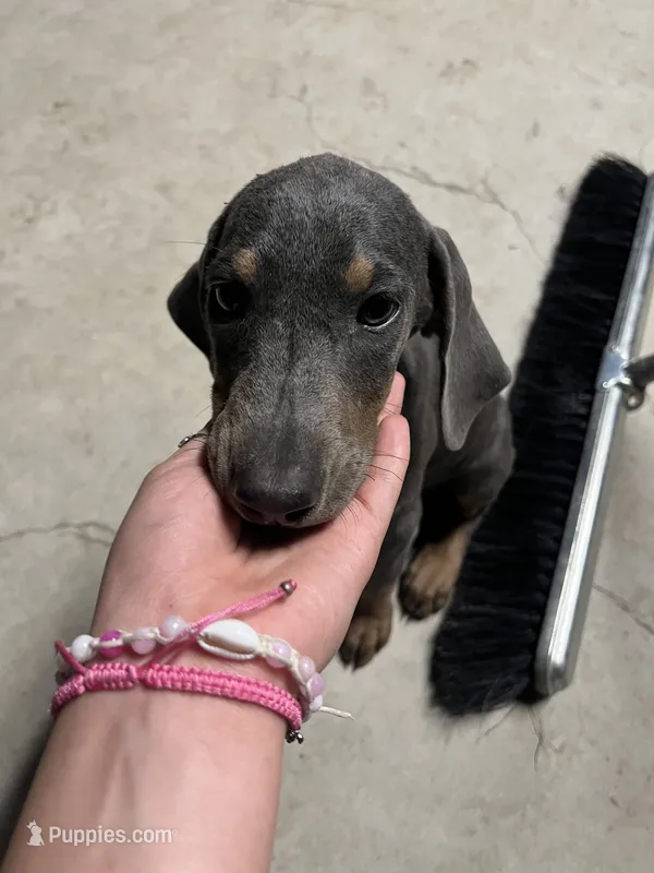 cinnamon  – Doberman Pinscher puppy for sale in Alvarado, TX