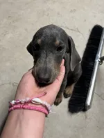 cinnamon , a female Doberman Pinscher for sale in Alvarado, TX – 1 of 3