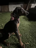 lily , a female Doberman Pinscher for sale in Alvarado, TX – 2 of 2