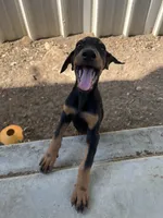luna , a female Doberman Pinscher for sale in Alvarado, TX – 2 of 3