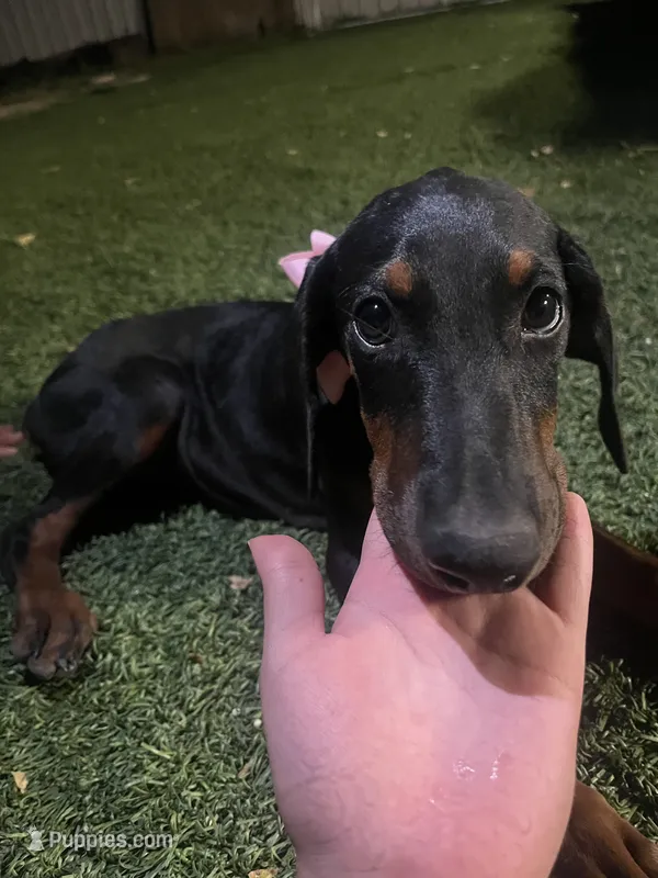 luna  – Doberman Pinscher puppy for sale in Alvarado, TX