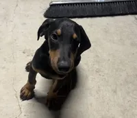 brownie , a male Doberman Pinscher for sale in Alvarado, TX – 1 of 1