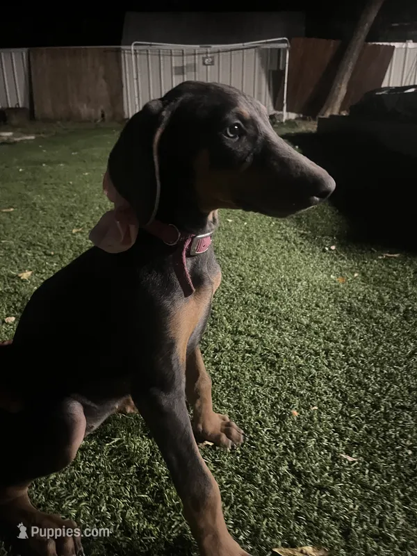 lily  – Doberman Pinscher puppy for sale in Alvarado, TX
