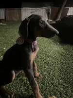 lily , a female Doberman Pinscher for sale in Alvarado, TX – 1 of 2