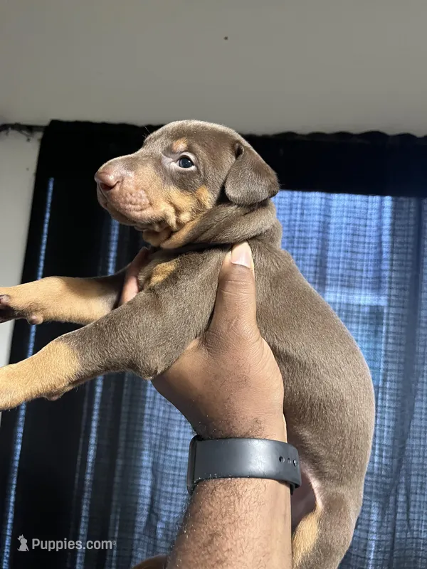 Milo – Doberman Pinscher puppy for sale in Orlando, FL