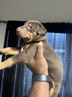 Milo, a male Doberman Pinscher for sale in Orlando, FL – 1 of 1