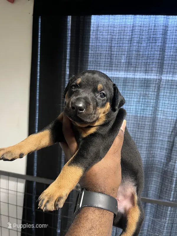 Rocky – Doberman Pinscher puppy for sale in Orlando, FL