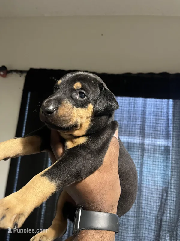Daisy, a female Doberman Pinscher for sale in Orlando, FL – Photo 1 of 1