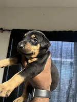 Daisy, a female Doberman Pinscher for sale in Orlando, FL – 1 of 1
