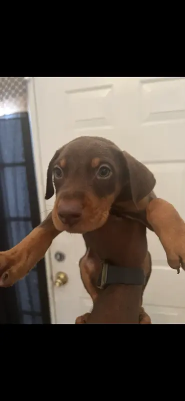 Bella – Doberman Pinscher puppy for sale in Orlando, FL