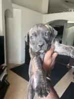 Precious, a female Cane Corso for sale in Orlando, FL – Photo 1 of 2