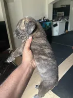 Precious, a female Cane Corso for sale in Orlando, FL – Photo 2 of 2