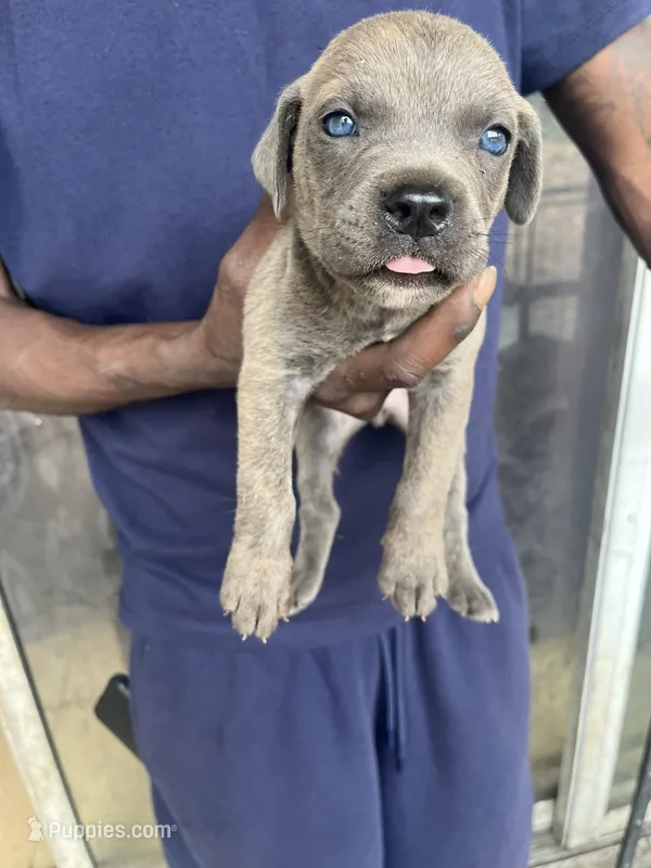 Trio – Cane Corso puppy for sale in Orlando, FL