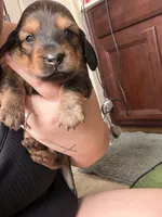 Cedar, a male Miniature Dachshund for sale in San Tan Valley, AZ – 3 of 5