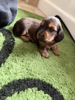 Cedar, a male Miniature Dachshund for sale in San Tan Valley, AZ – 2 of 5