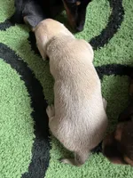 Sage , a female Miniature Dachshund for sale in San Tan Valley, AZ – 3 of 4