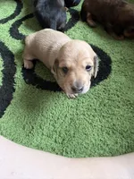 Sage , a female Miniature Dachshund for sale in San Tan Valley, AZ – 4 of 4