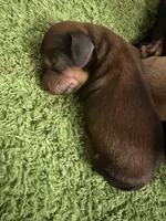 Cedar, a male Miniature Dachshund for sale in San Tan Valley, AZ – 5 of 5